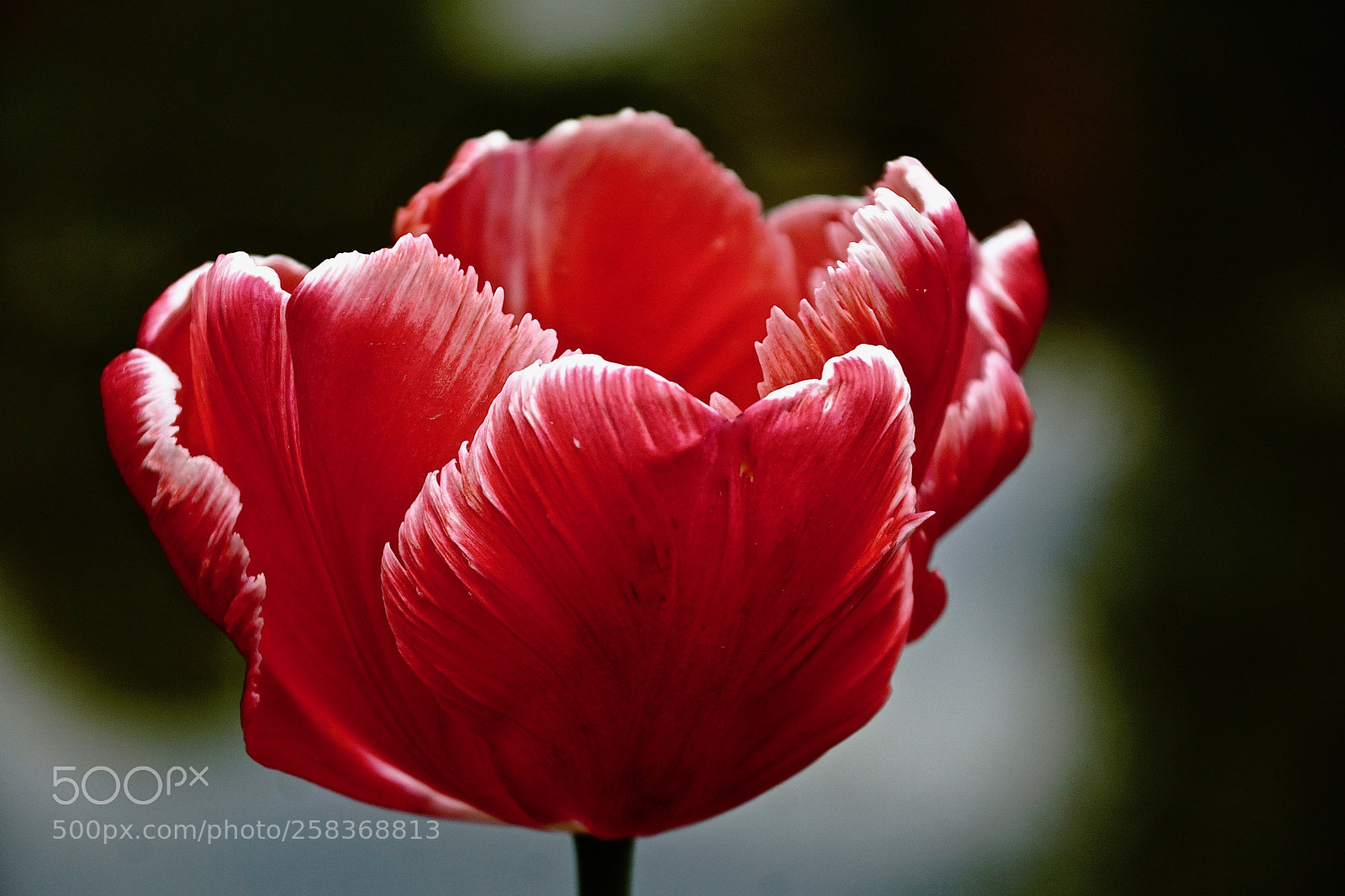 Sony ILCA-77M2 sample photo. Tulip photography