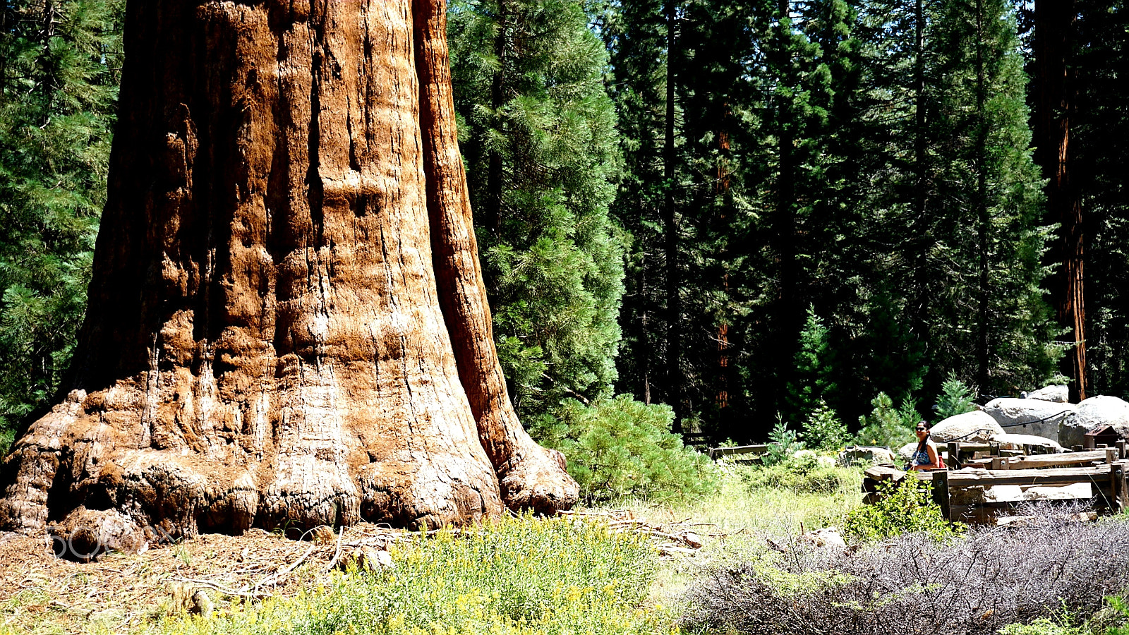 Sony a6000 sample photo. Giant sequoia photography