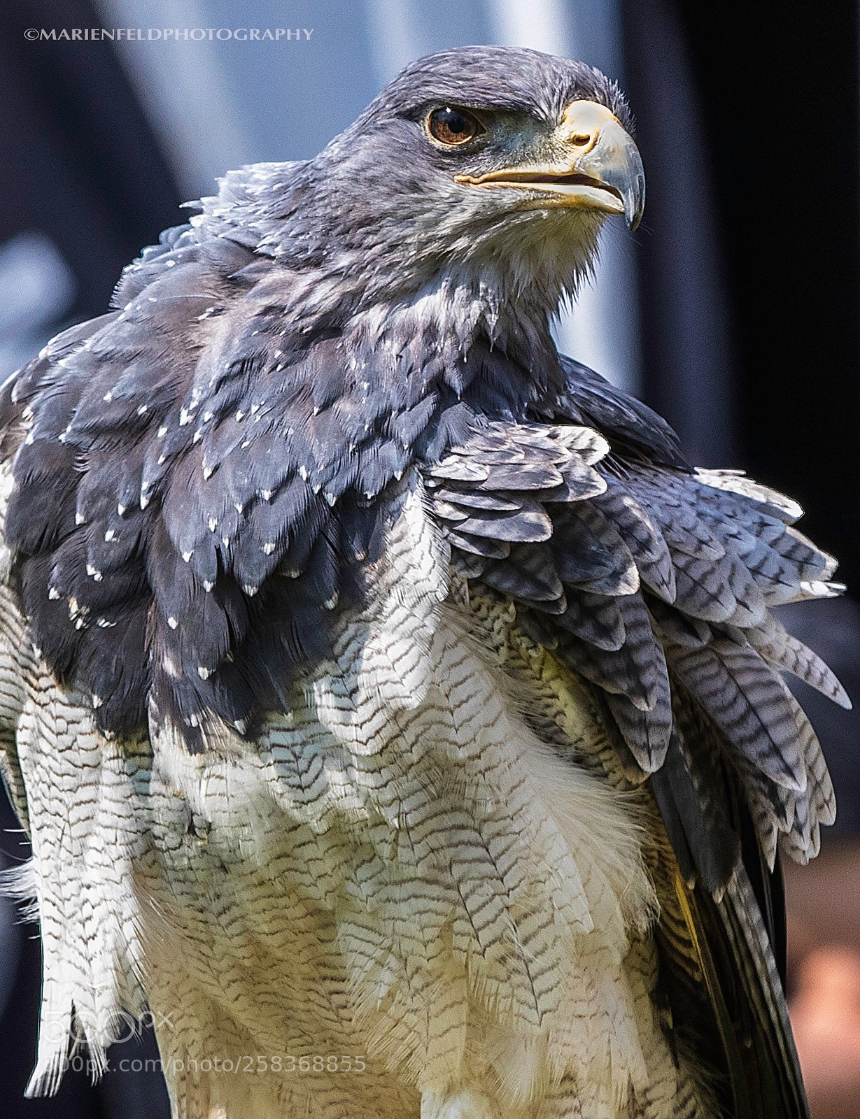Canon EOS 80D sample photo. Greifvogel  photography