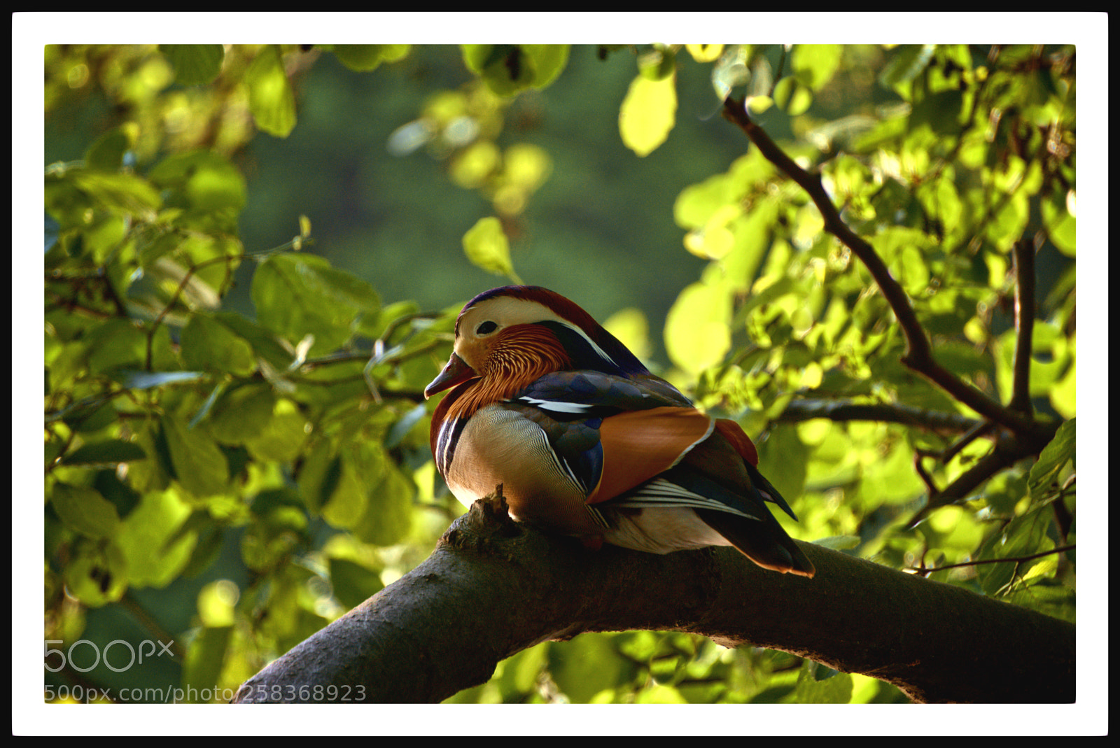 Sony a6300 sample photo. Mandarin duck on a photography