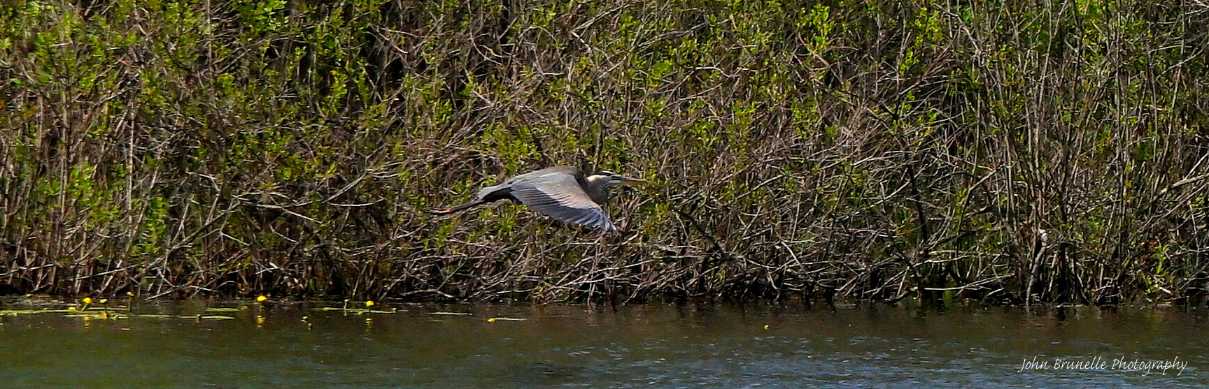 Samsung NX500 sample photo. Blue heron may 17 photography
