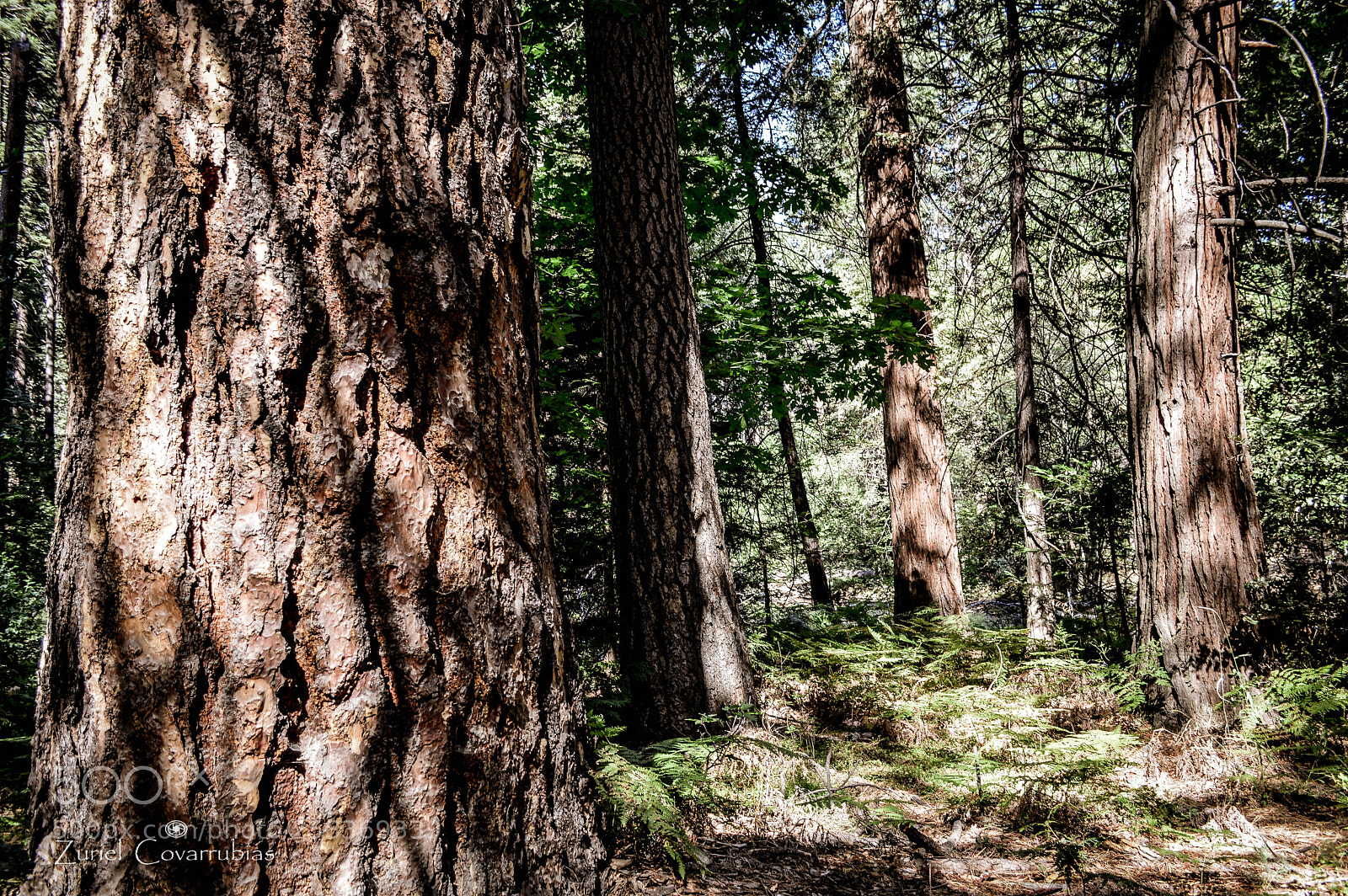 Nikon D3200 sample photo. Forest photography
