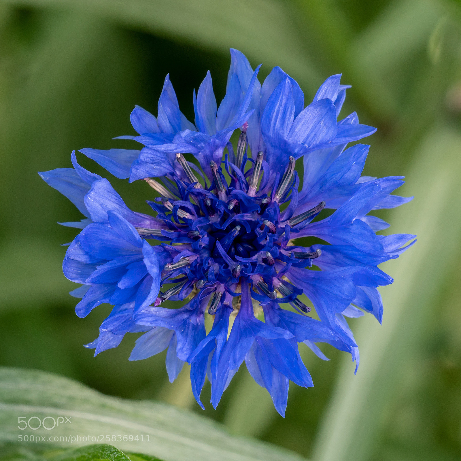 Sony a6300 sample photo. Cornflower bloom photography
