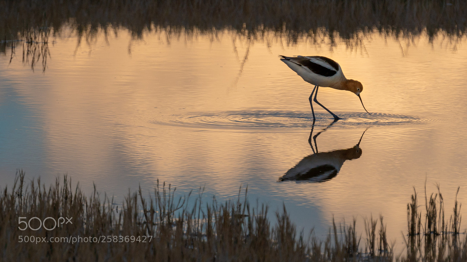 Sony a6300 sample photo. American avocet photography