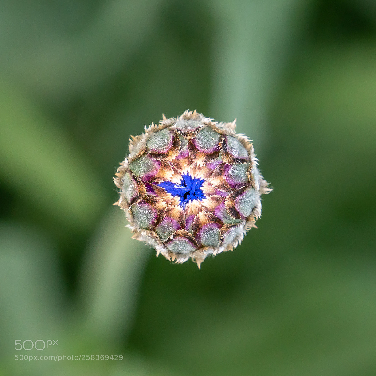 Sony a6300 sample photo. Cornflower bud photography