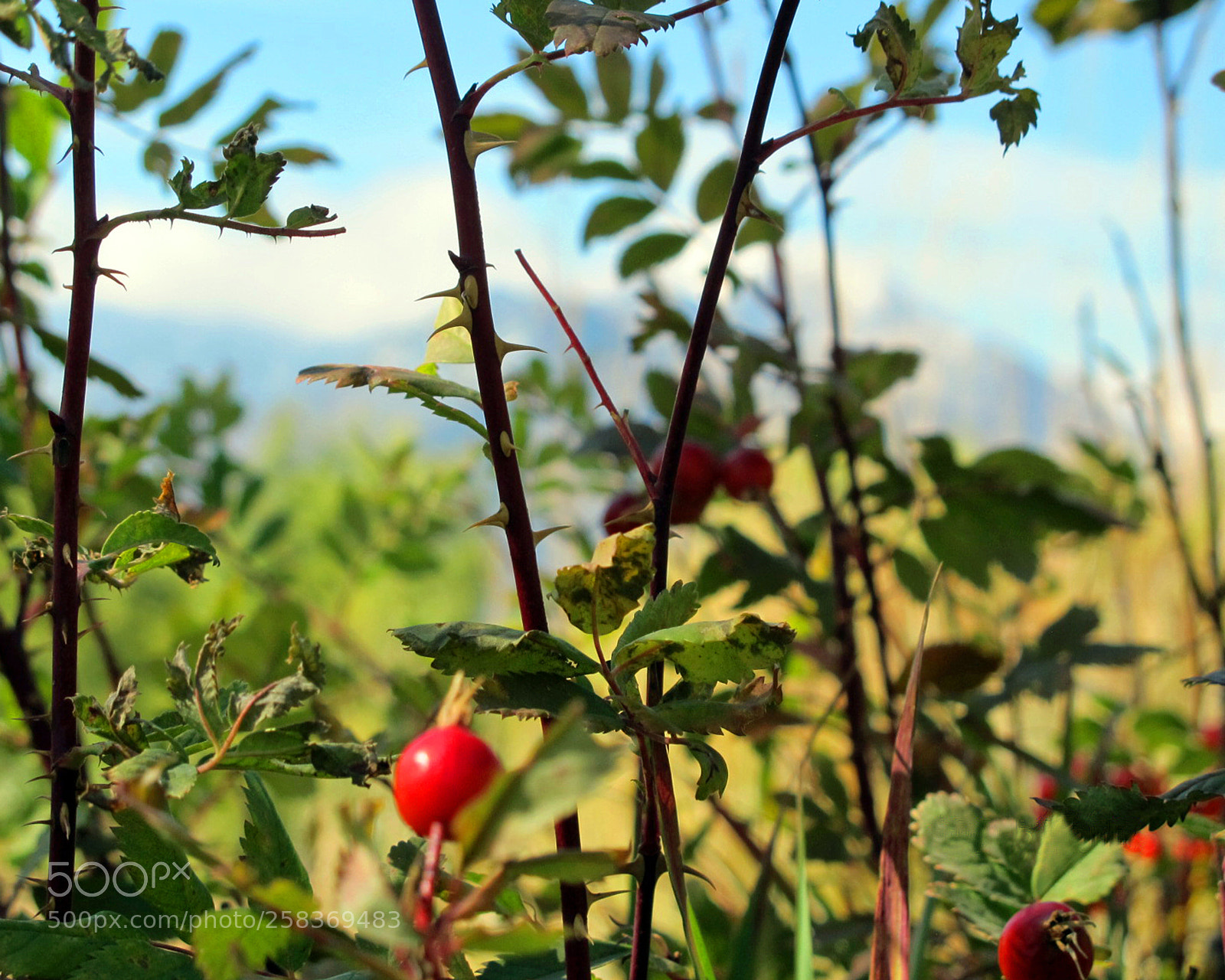 Canon PowerShot G12 sample photo. Wild rose branchesa photography
