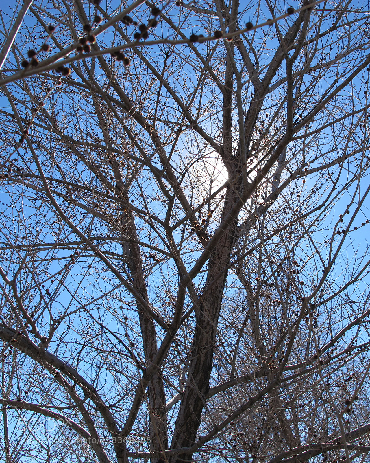 Canon PowerShot G12 sample photo. Winter tree trying to photography