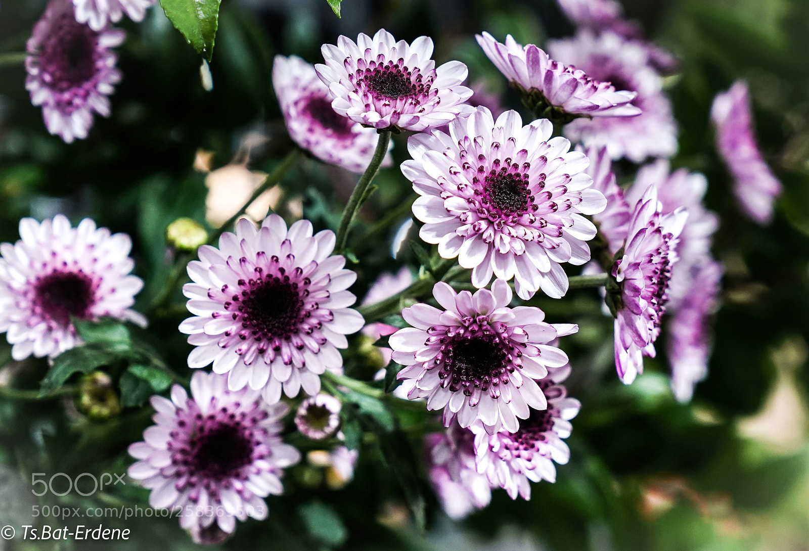 Sony a7R III sample photo. Lovely photography