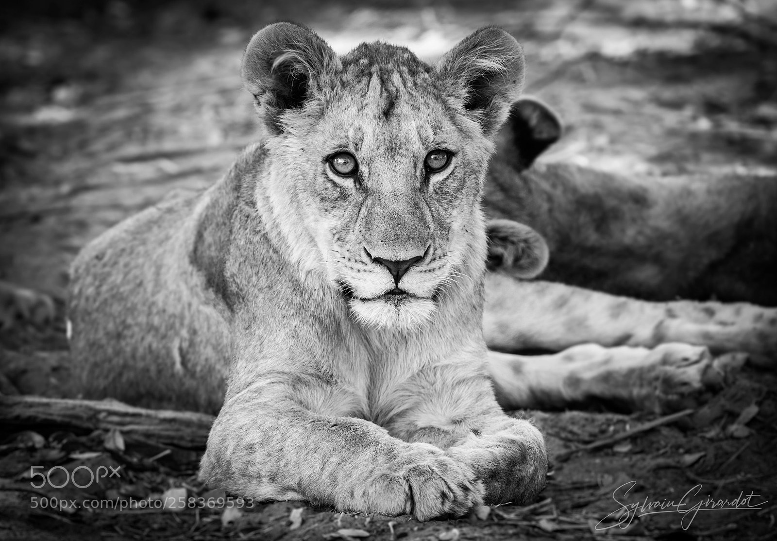 Nikon D800 sample photo. Regard de lionceau photography