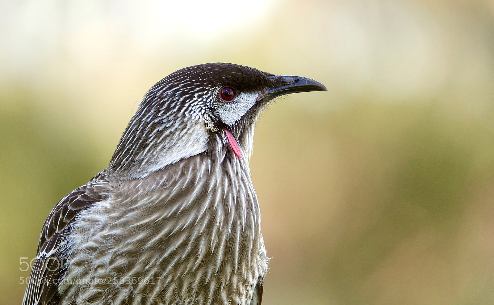 Sony Cyber-shot DSC-RX10 IV sample photo. Wattle photography
