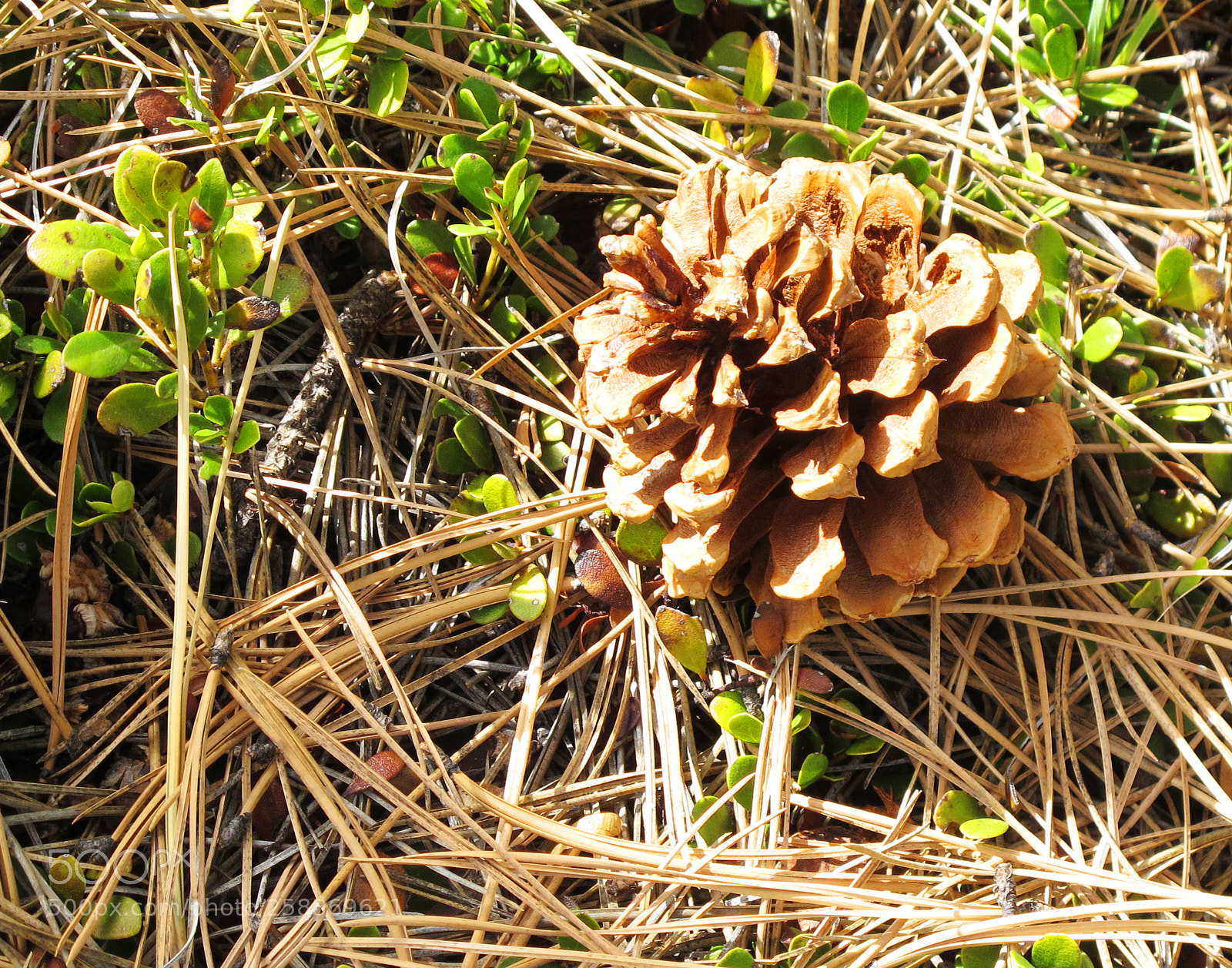 Canon PowerShot G12 sample photo. Ponderosa pine cone among photography