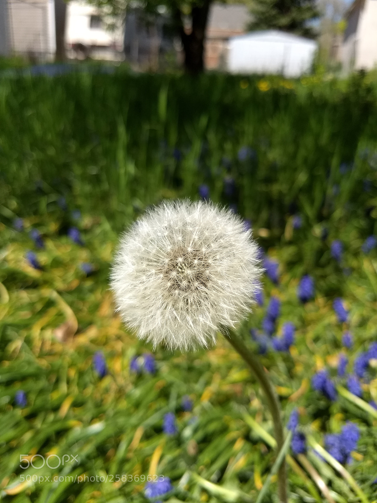 Motorola Moto G (5) Plus sample photo. Spring dandelion gone to photography