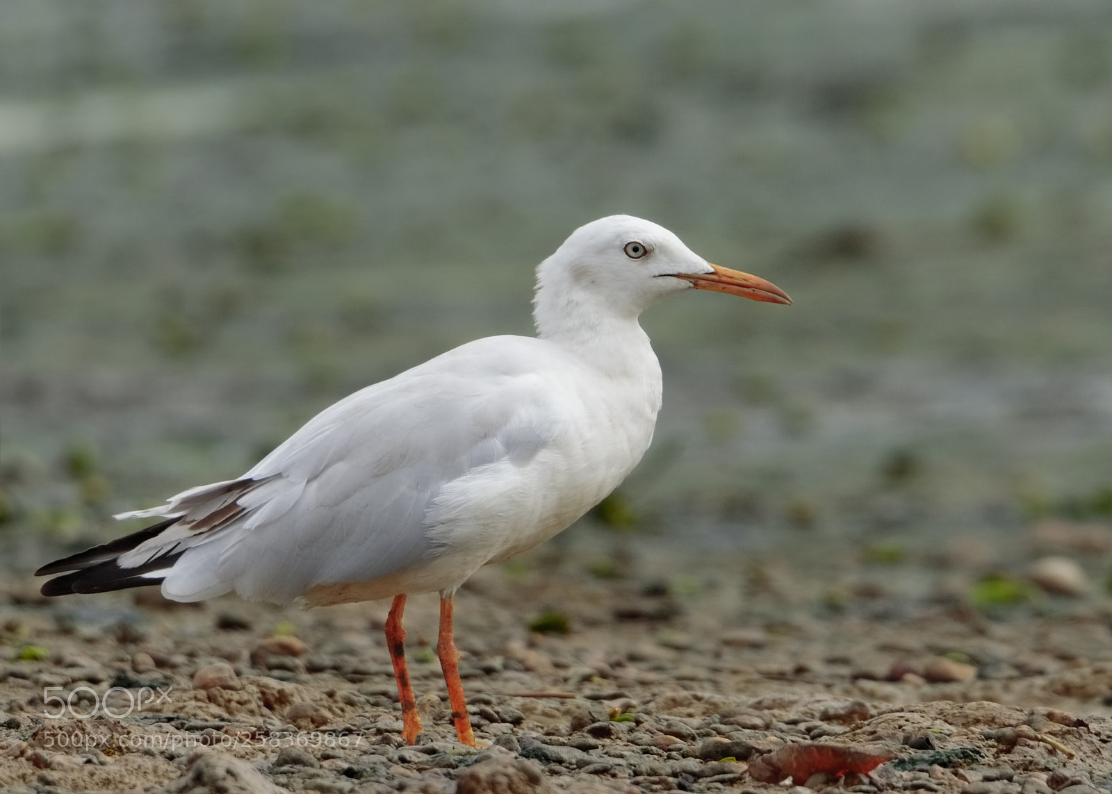 Canon EOS 7D Mark II sample photo. Slender-billed gull photography