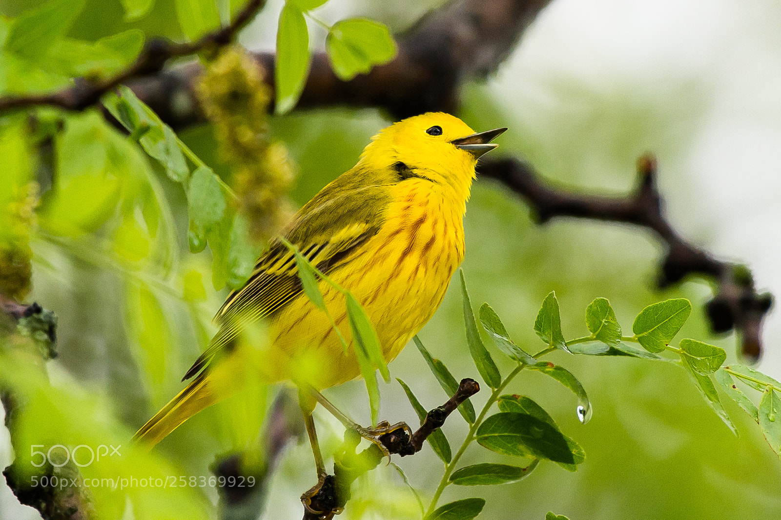 Nikon Df sample photo. Yellow warbler photography