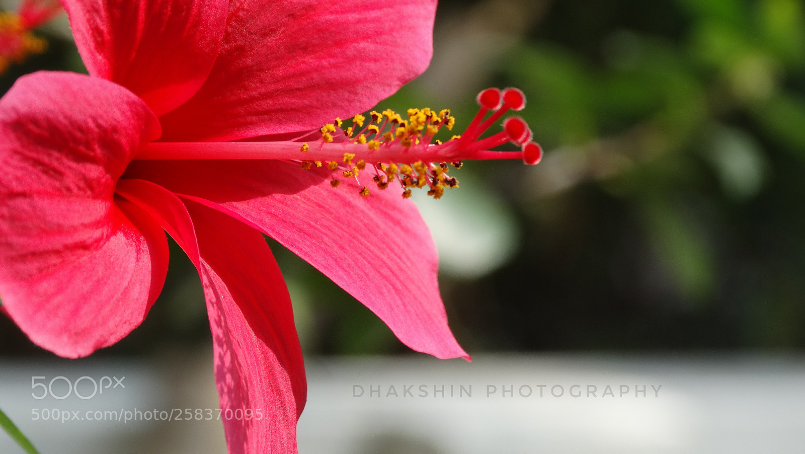 Sony Cyber-shot DSC-HX300 sample photo. Pink hibiscus. photography