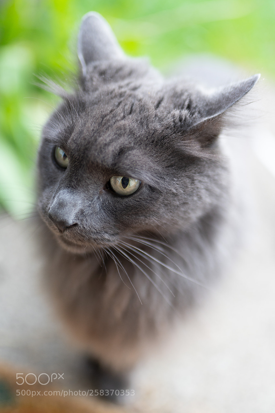 Sony a7R III sample photo. Cat photography