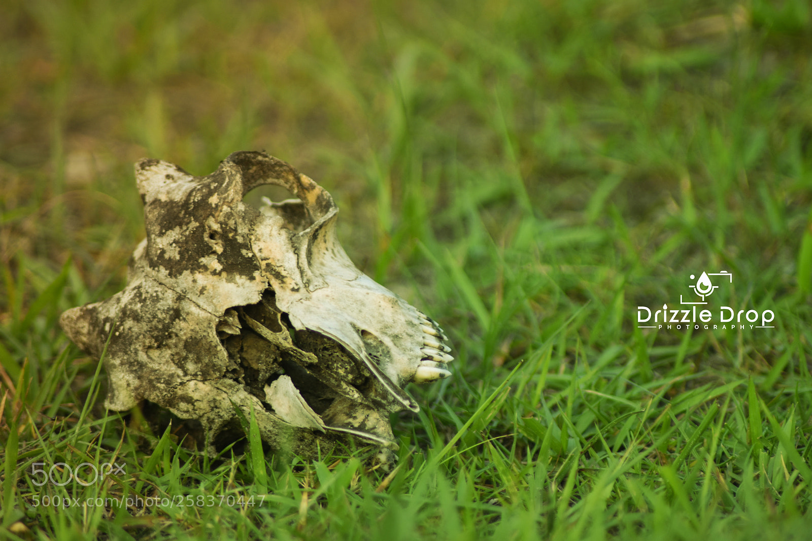 Nikon D7200 sample photo. A dead skeleton photography