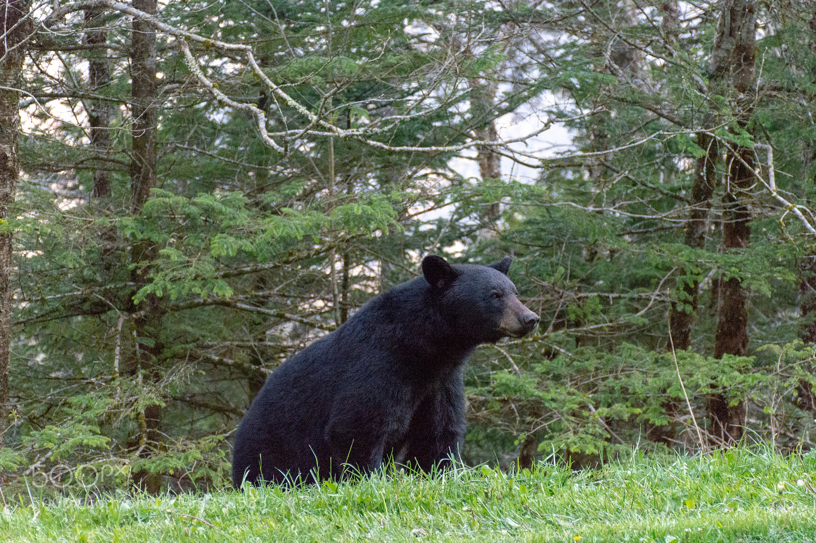 Nikon D7200 sample photo. Black_bear photography