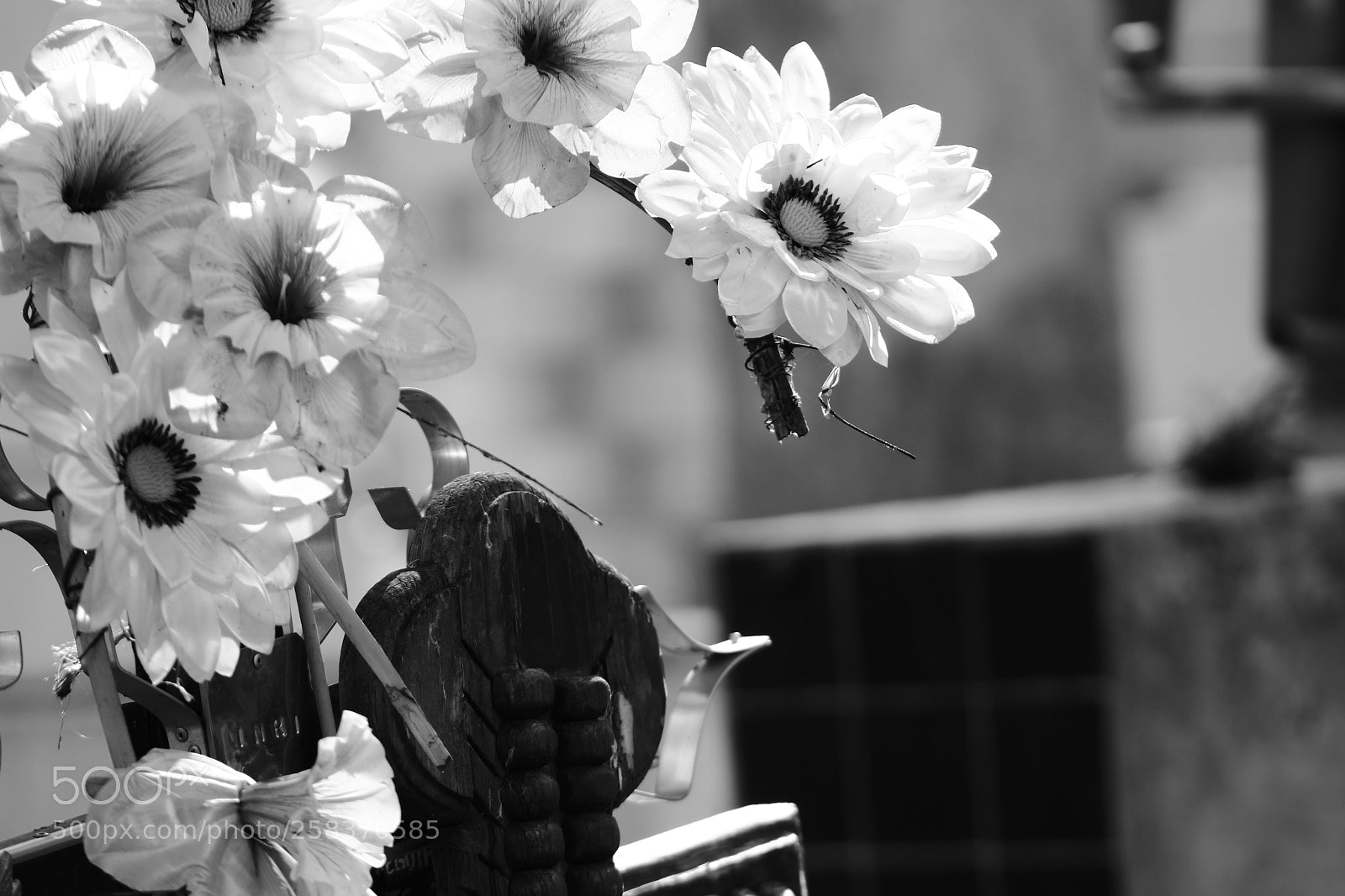 Canon EF 75-300mm f/4-5.6 sample photo. Sintetico photography