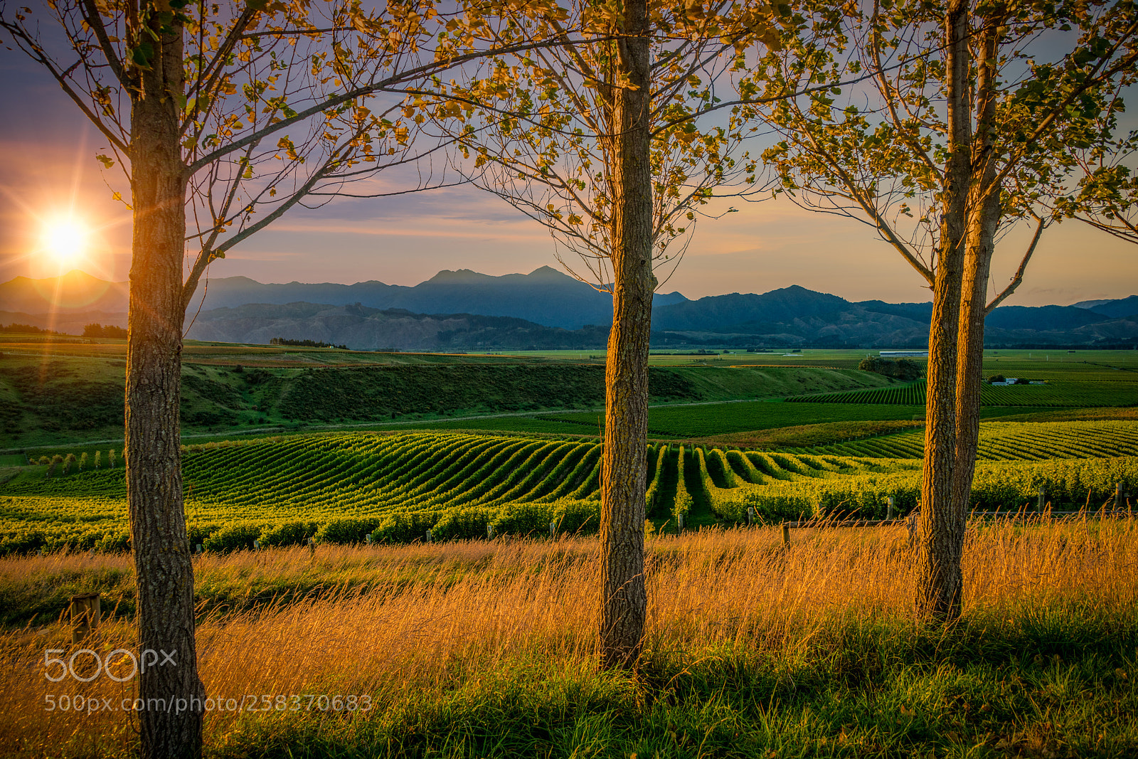 Nikon D850 sample photo. Sunset marlborough photography
