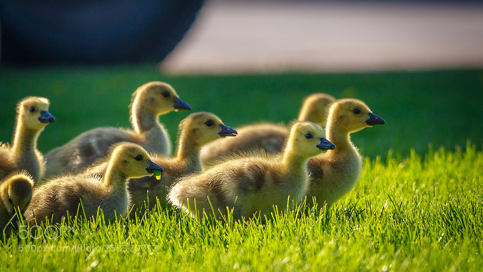 Canon EOS 6D sample photo. Baby gooses photography