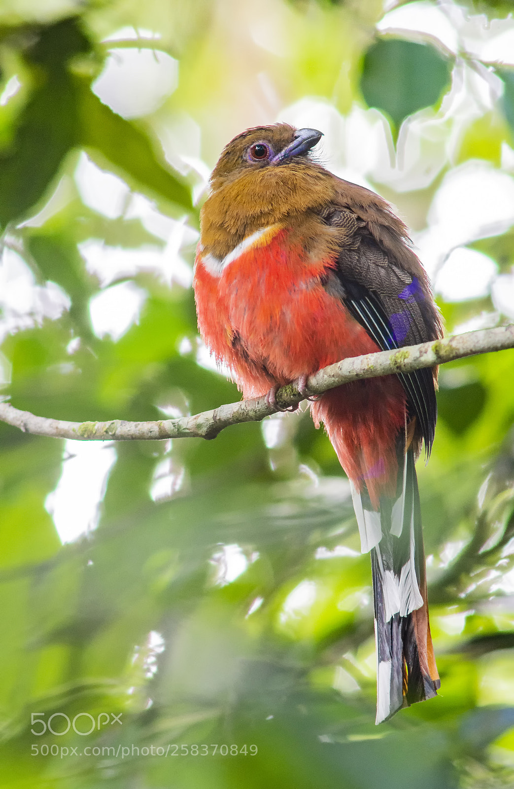 Nikon D7200 sample photo. Red-headed trogon (female) photography