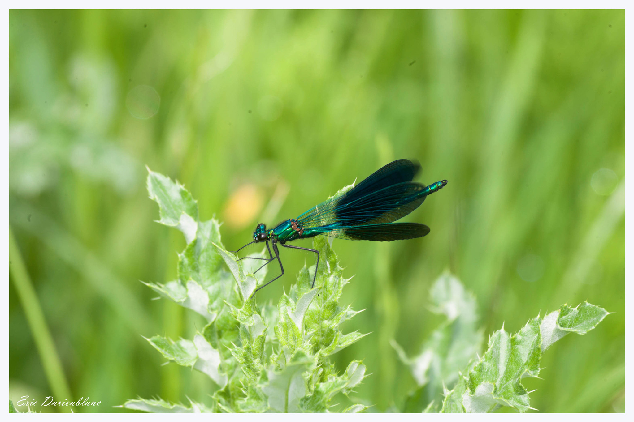 Canon EOS-1D Mark II sample photo