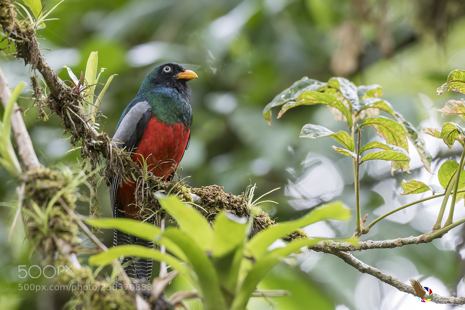 Nikon D500 sample photo. Lattice-tailed trogon photography