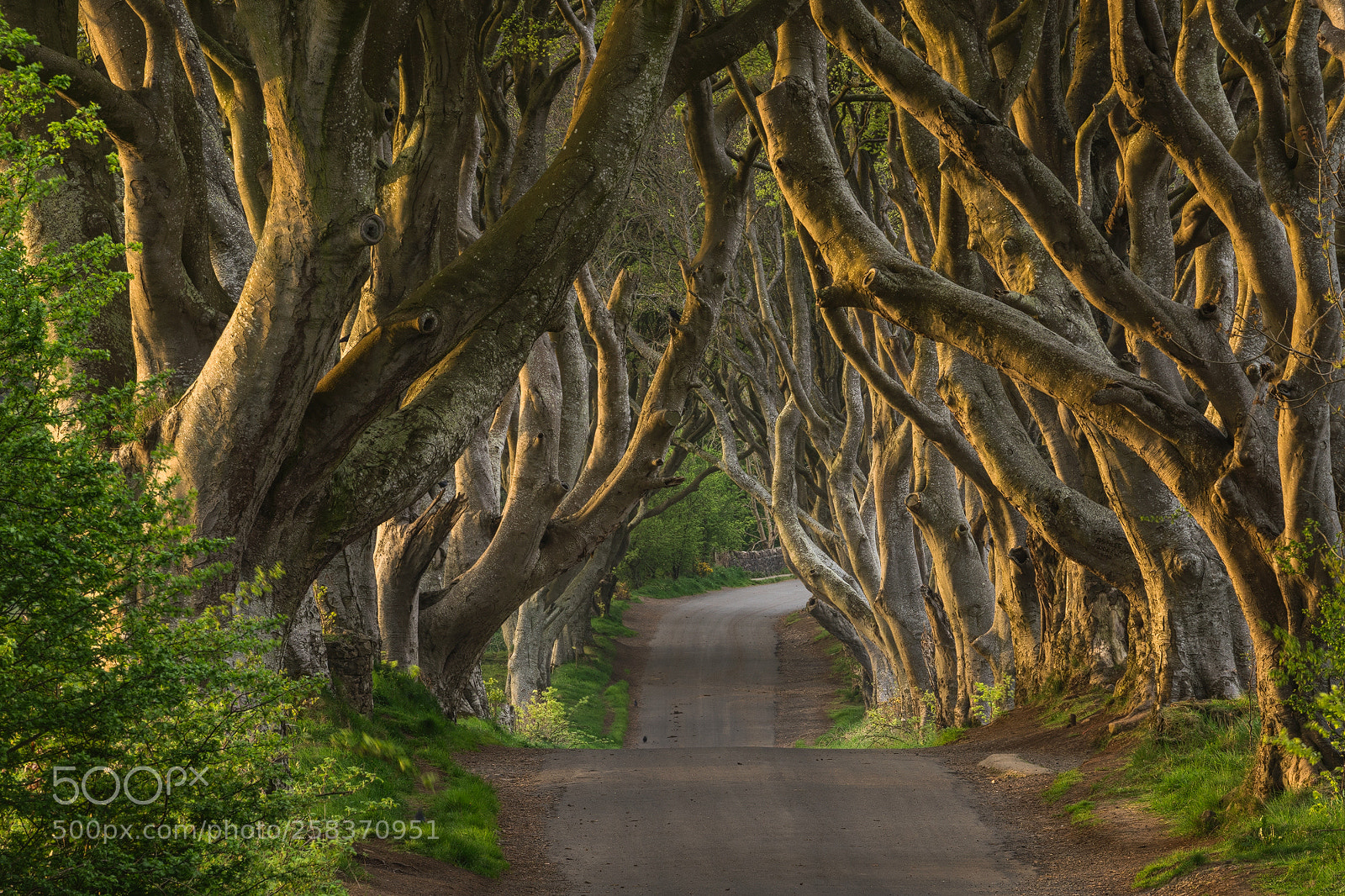 Sony a7R II sample photo. The dark hedges photography