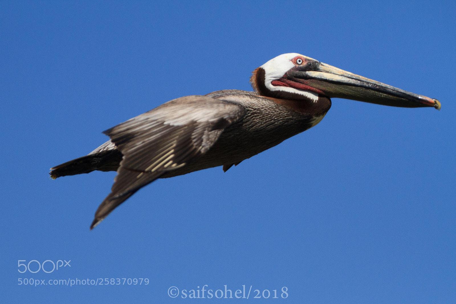 Canon EOS 7D sample photo. Gray pelican photography