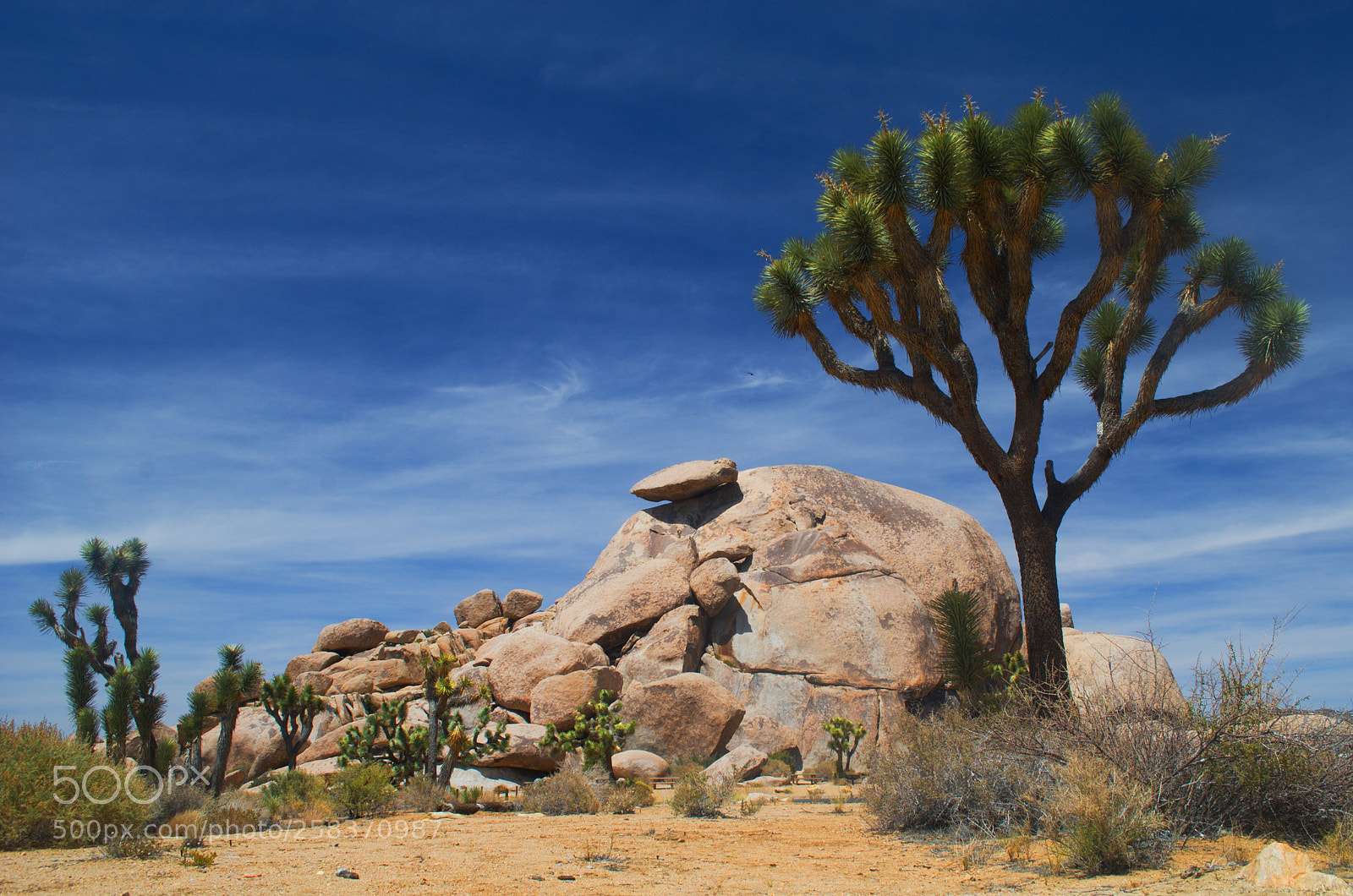 Nikon D3000 sample photo. Joshua tree national monument photography