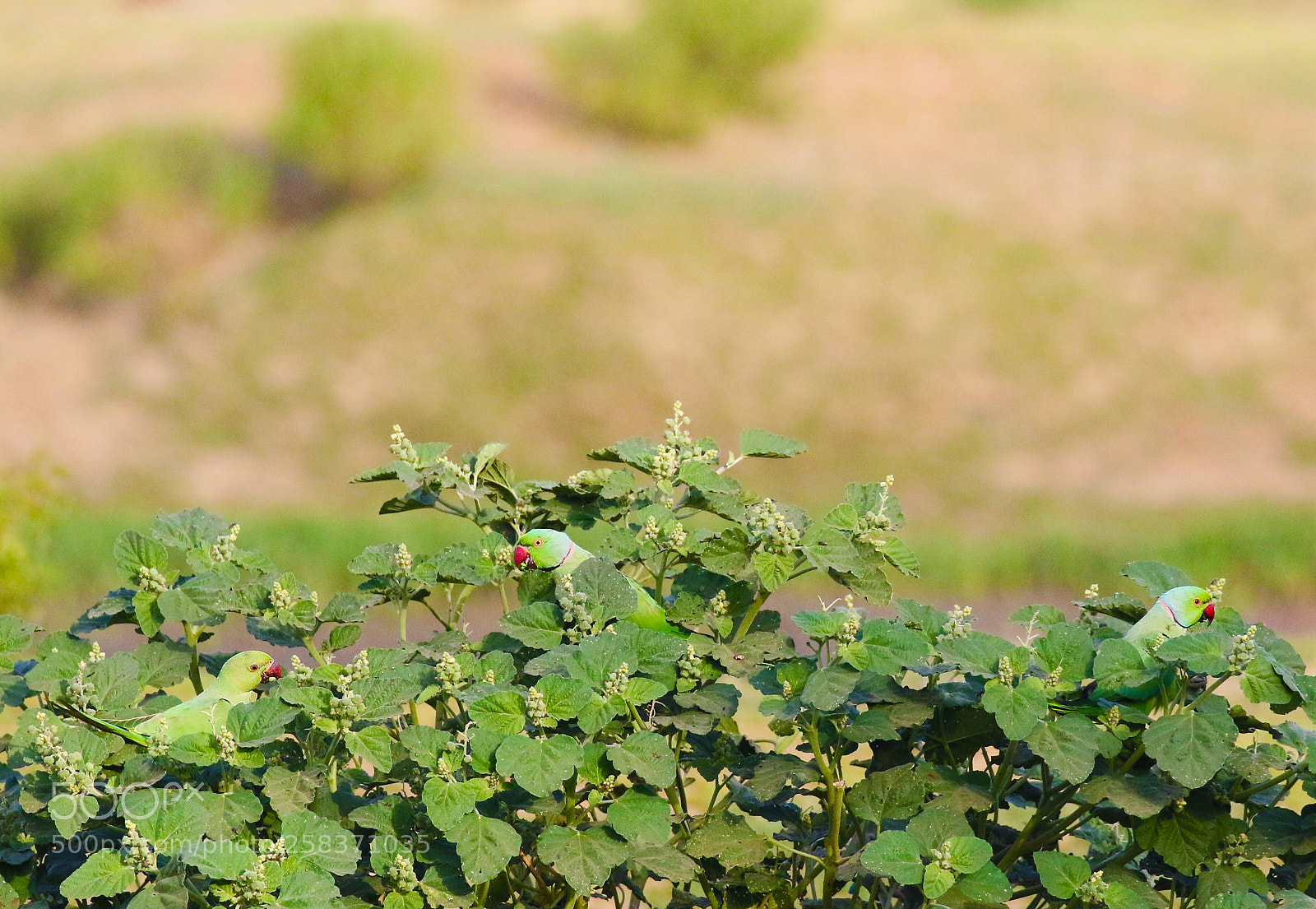 Canon EOS 70D sample photo. Rose-ringed parakeet photography
