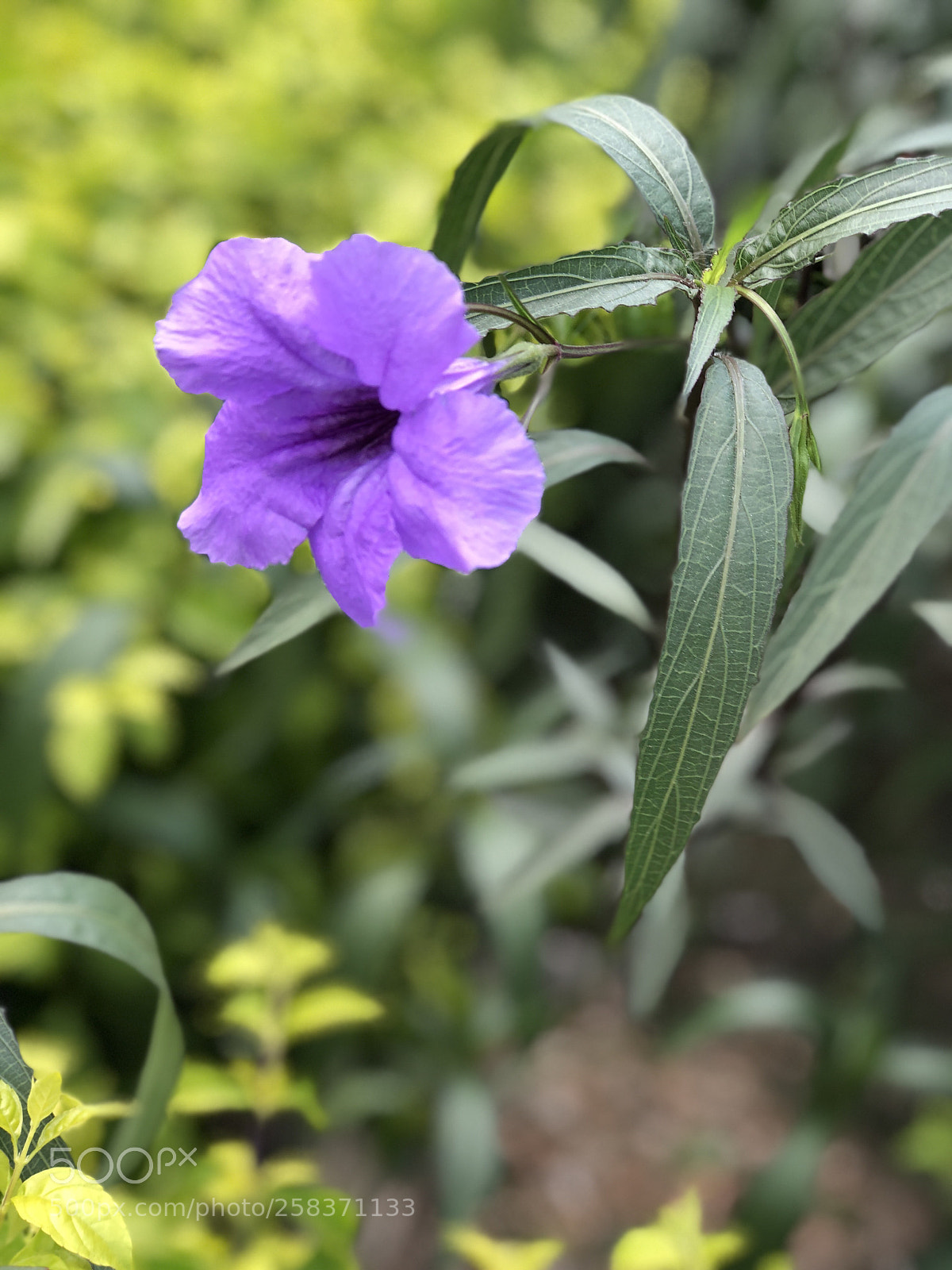 Apple iPhone 8 Plus sample photo. Random click photography