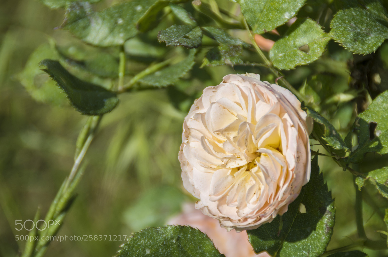 Pentax K-30 sample photo. Rosa chiara photography