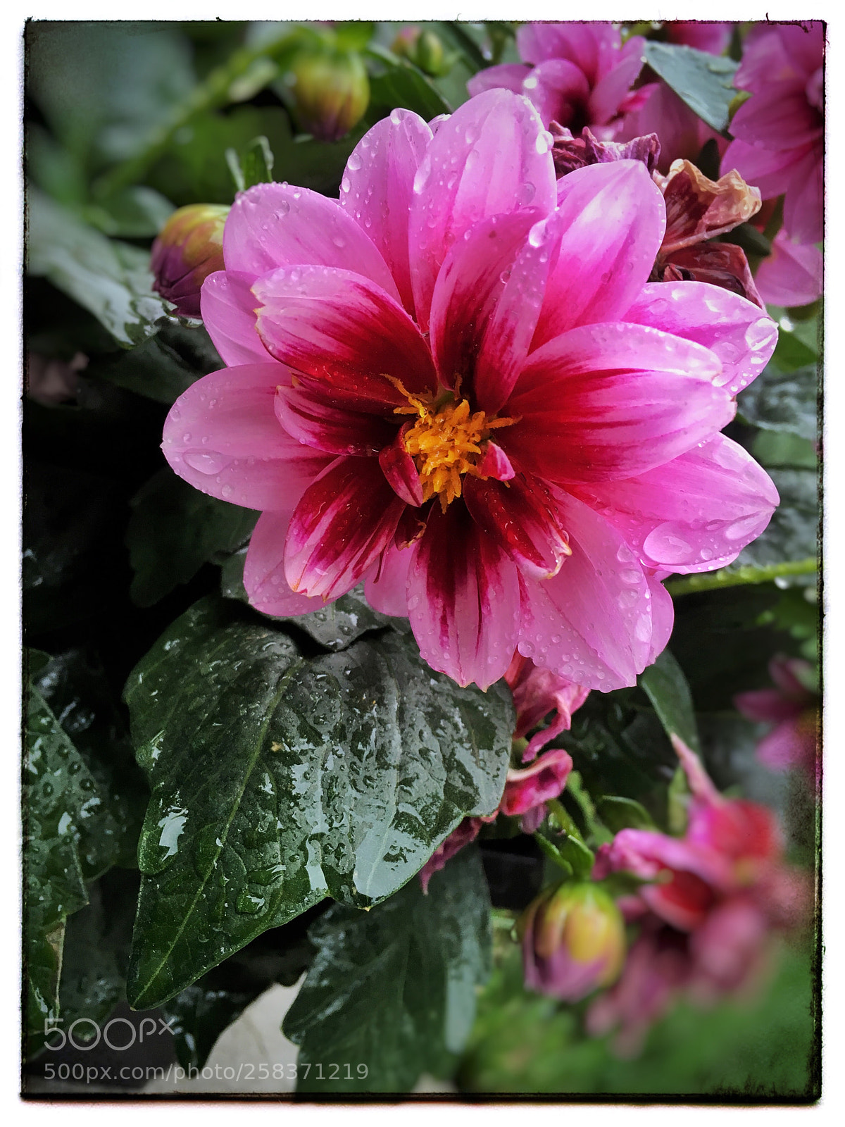 Apple iPhone SE sample photo. Pink flower in the photography