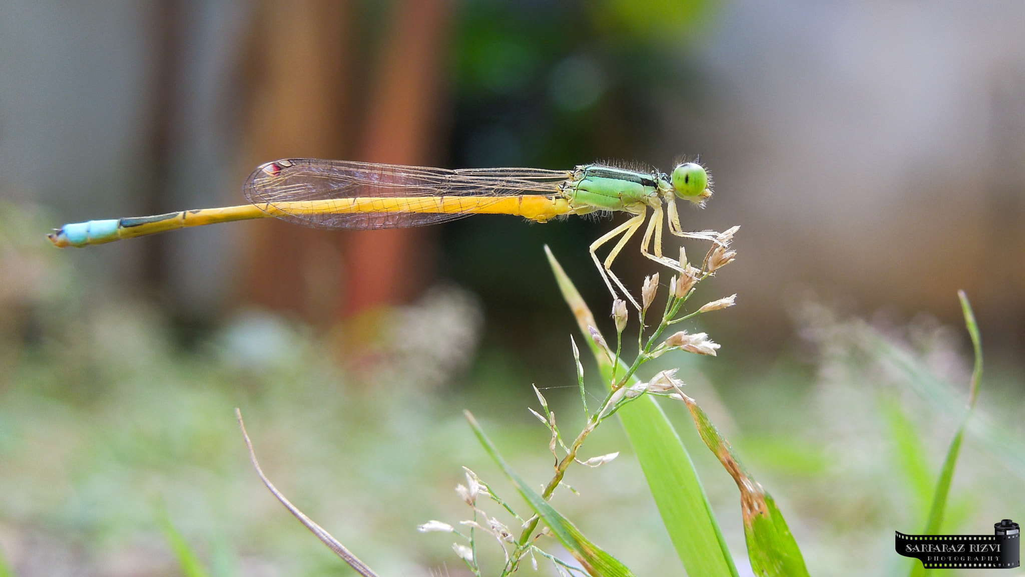 Nikon Coolpix S8200 sample photo. Fly dragon fly.. photography