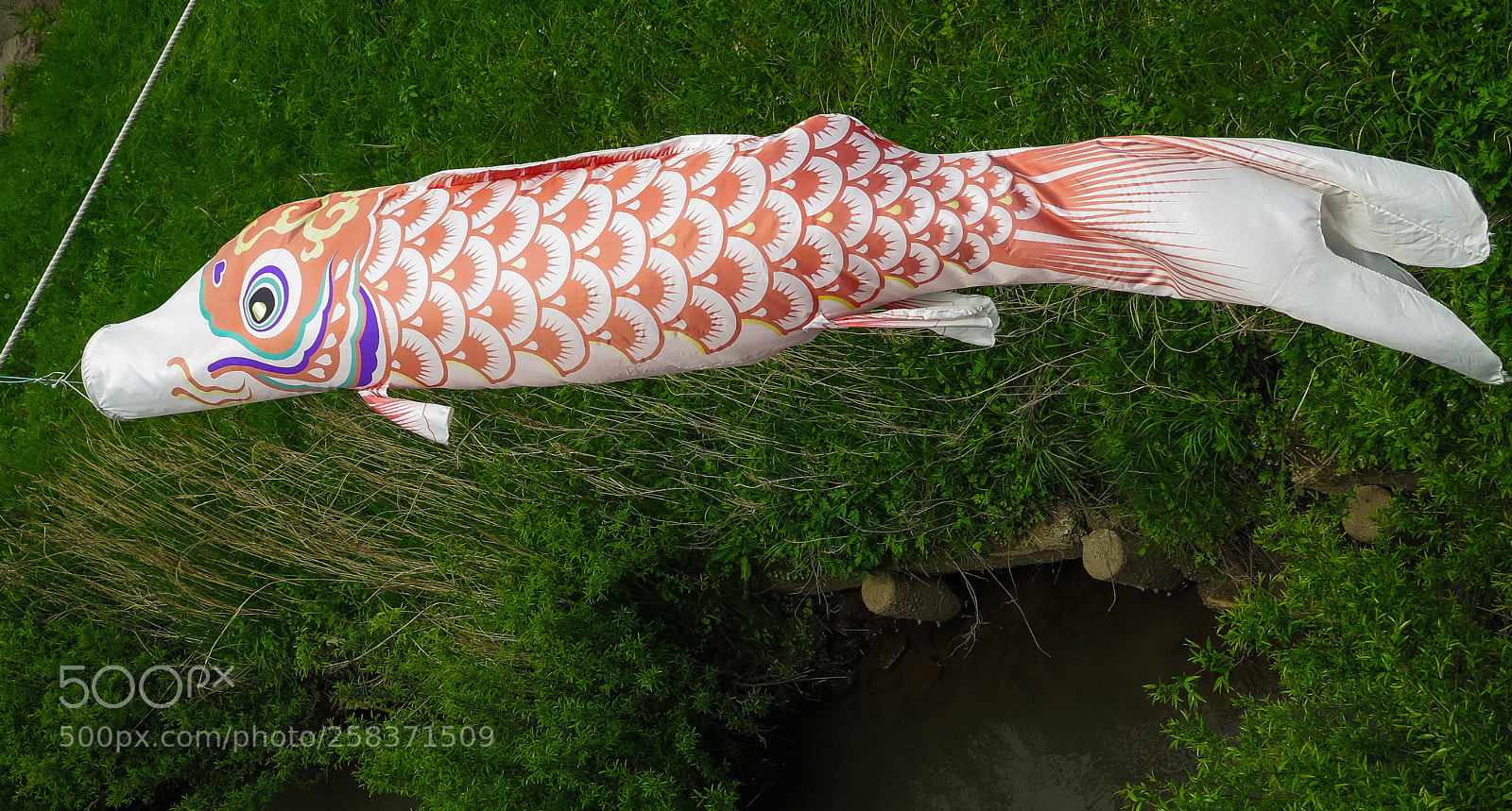 Canon PowerShot G16 sample photo. Koi on taihei river photography