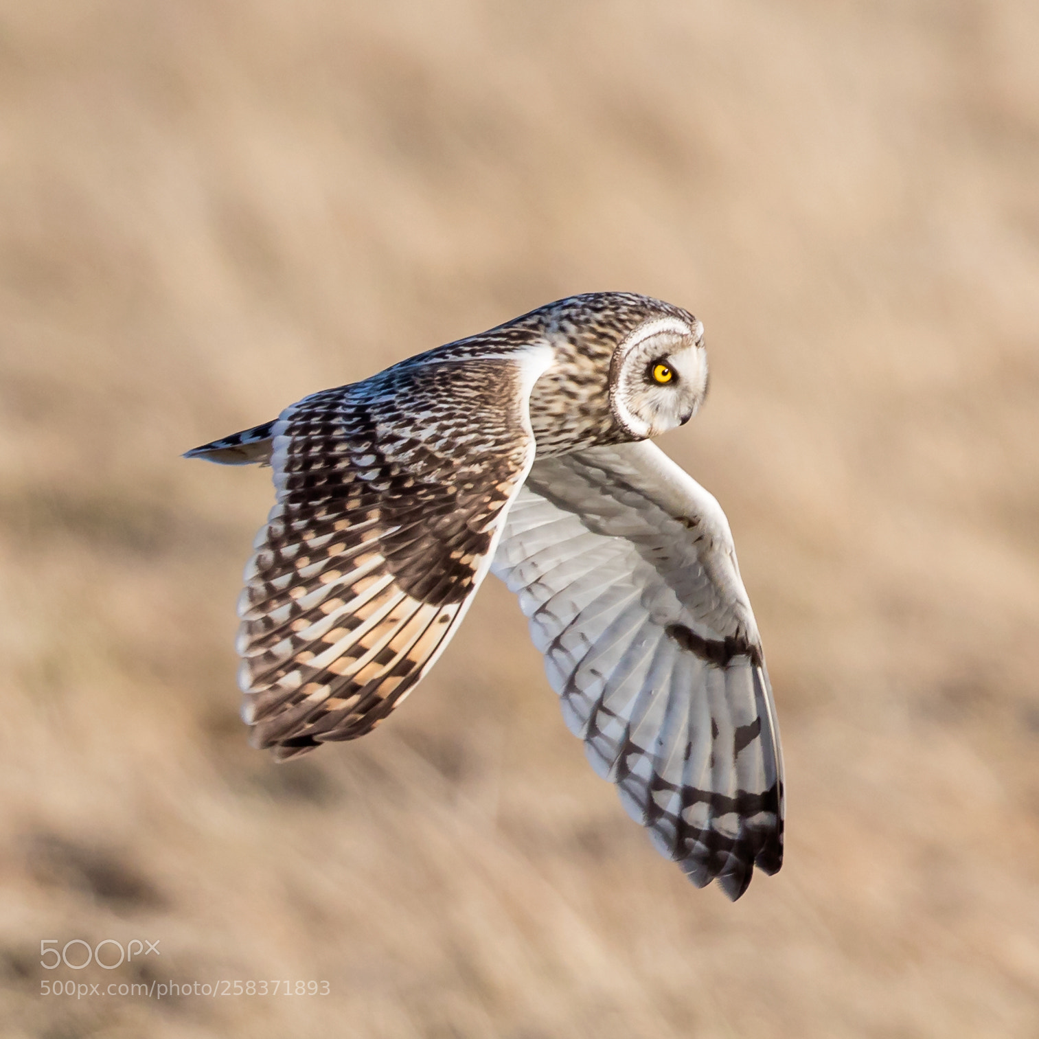 Canon EOS 5D Mark IV sample photo. Short eared owl photography
