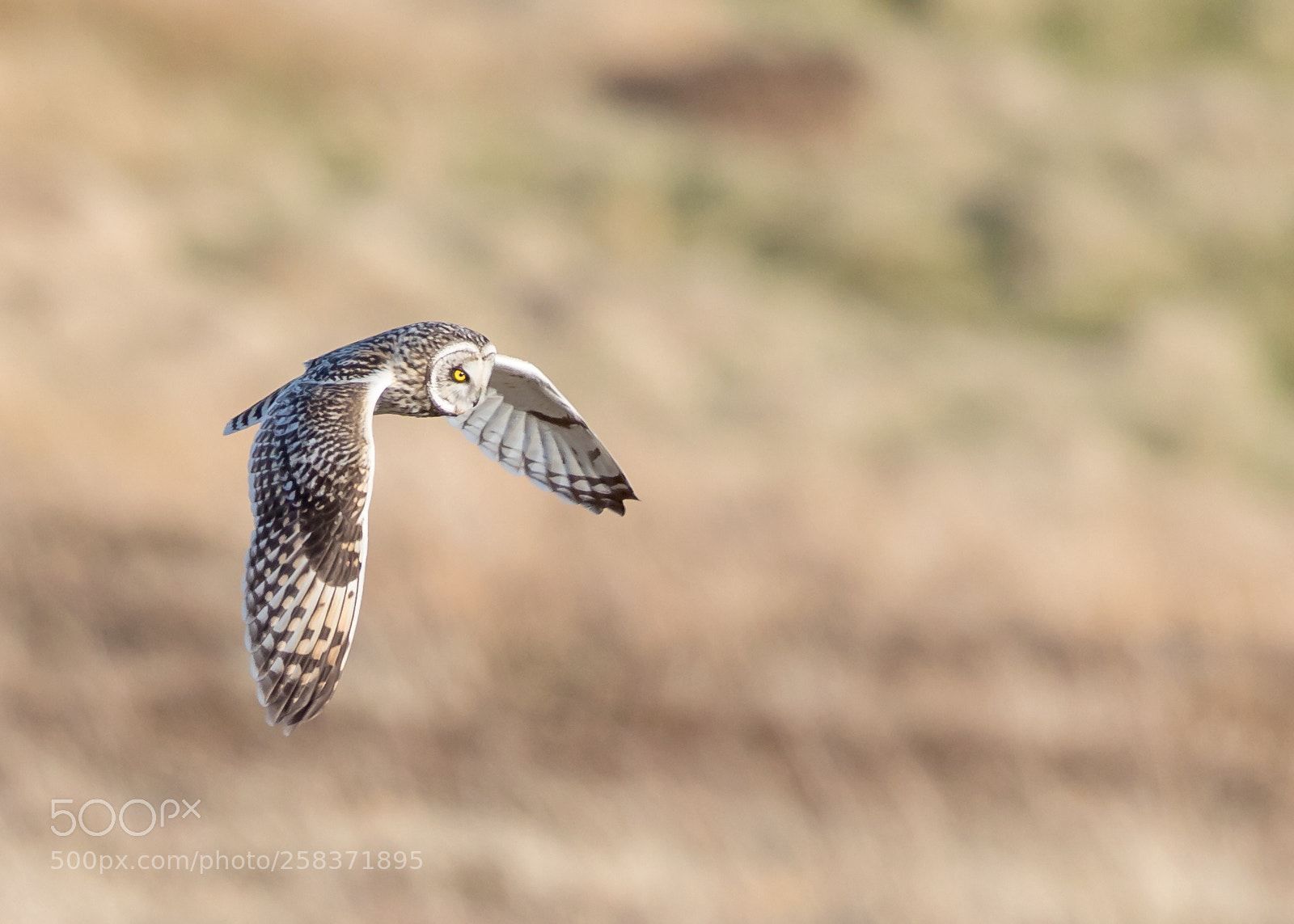 Canon EOS 5D Mark IV sample photo. Short eared owl hunting photography