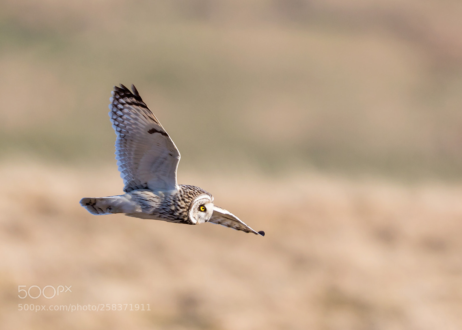Canon EOS 5D Mark IV sample photo. Short eared owl in photography