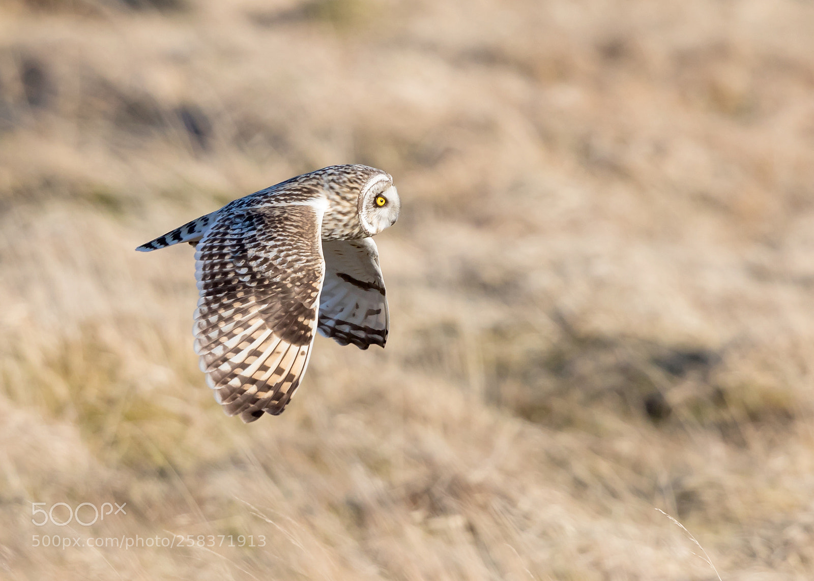 Canon EOS 5D Mark IV sample photo. Short eared owl in photography