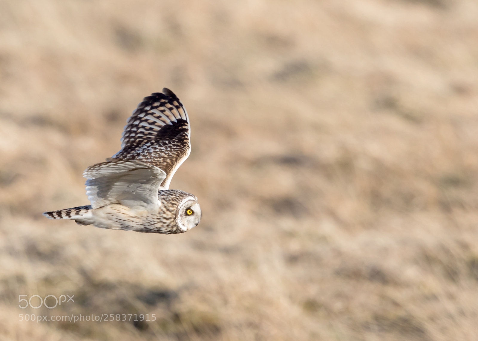 Canon EOS 5D Mark IV sample photo. Short eared owl scanning photography