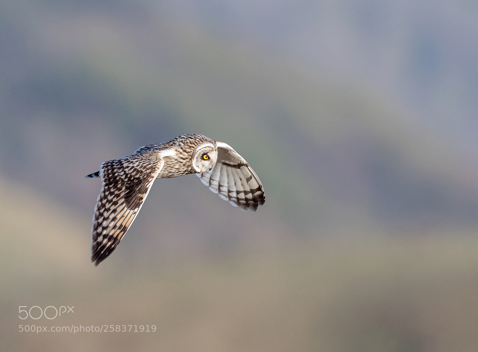 Canon EOS 5D Mark IV sample photo. Short eared owl hunting photography