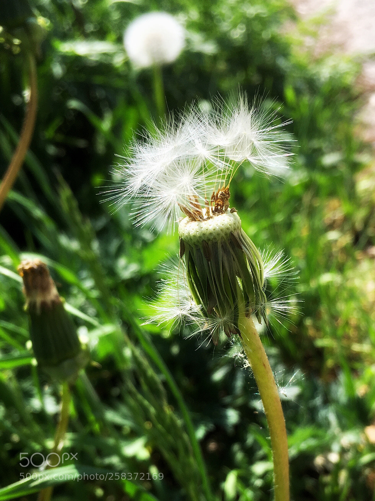 Apple iPhone 6s sample photo. Green green green... photography