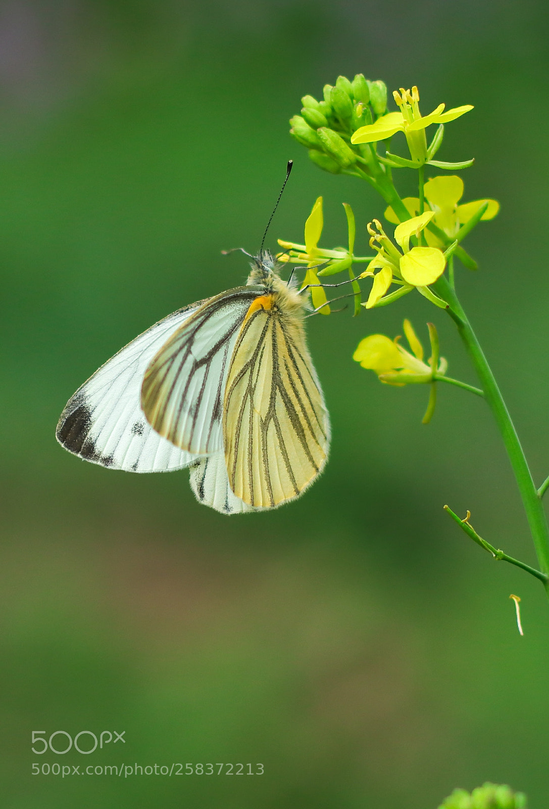 Canon EOS 77D (EOS 9000D / EOS 770D) sample photo. 花粉蝶 photography