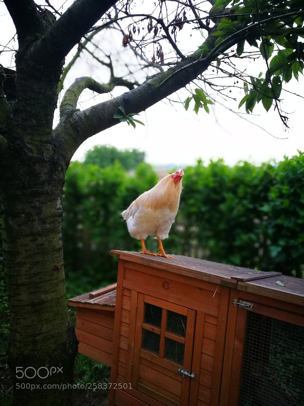 HUAWEI P9 sample photo. On the top ? photography