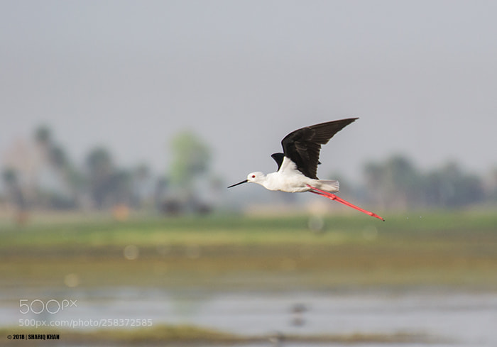 Nikon D3100 sample photo. Black-winged stilt photography
