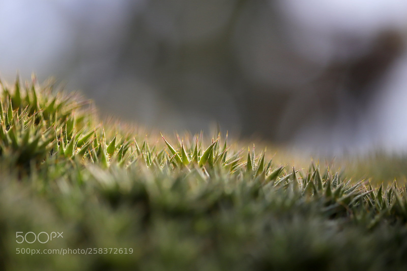 Canon EOS 6D Mark II sample photo. Cactus photography