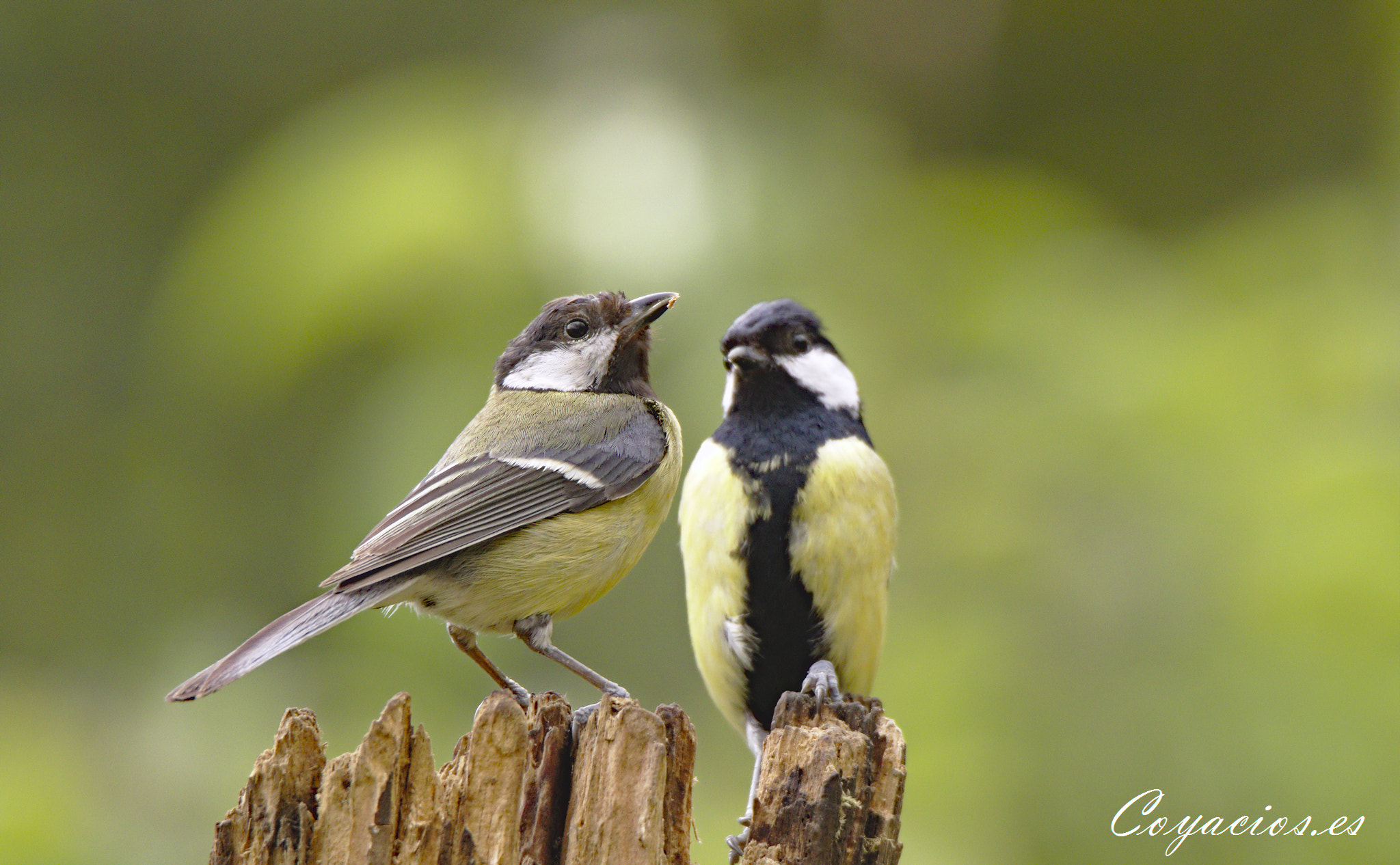 Canon EOS 7D Mark II sample photo. Carbonero común (parus major) photography