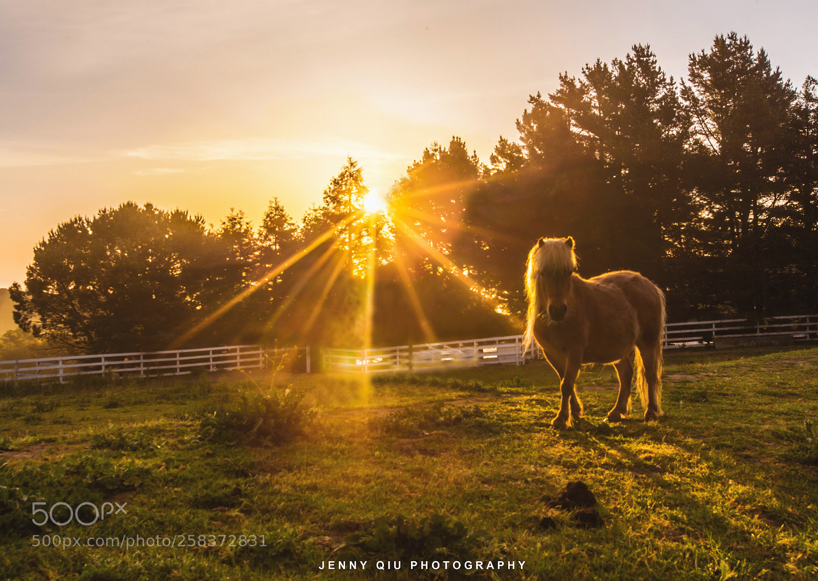 Canon EOS 6D sample photo. Horse photography